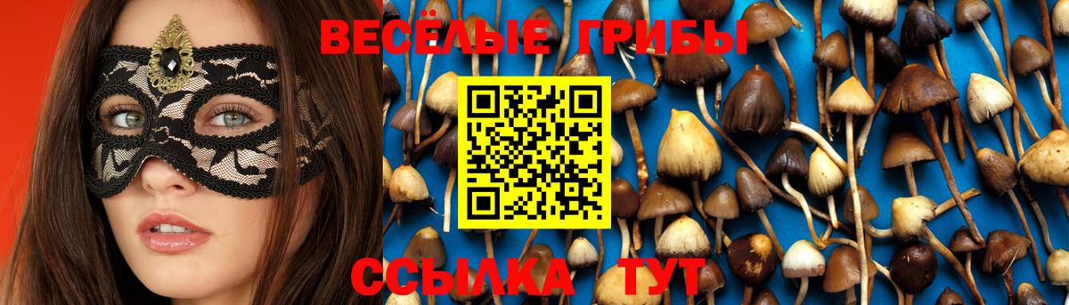 Псилоцибиновые грибы Psilocybe Белореченск